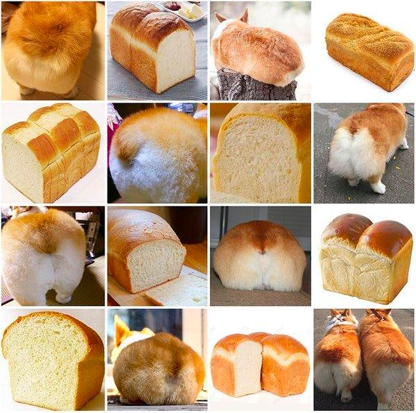 ML dog or bread